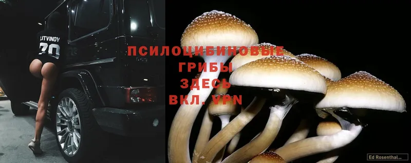 Псилоцибиновые грибы Psilocybe  закладка  Алдан 